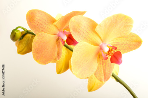 Close up vivid yellow orange Phalaenopsis orchid flowers in full bloom in a garden pot in a sunny summer day  beautiful outdoor floral background photographed with soft focus 