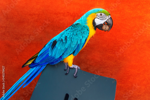 Bright yellow-blue parrot Ara looks very beautiful on a red background.