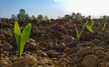 Background with small corn plants on a growing field