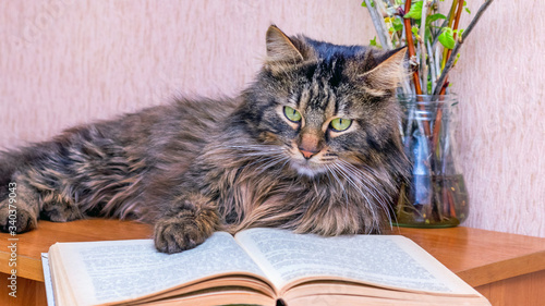 Gray fluffy cat near open book. Reading interesting books
