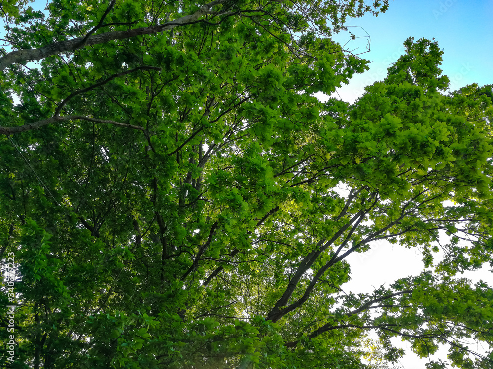 Tree crown background with spring leaves Tree crown background with spring leaves