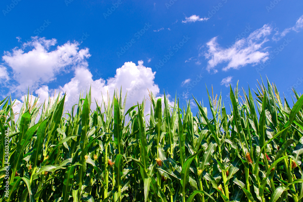 Corn field closeup with green plants growing and bright blue sky Corn field closeup with green plants growing and bright blue sky