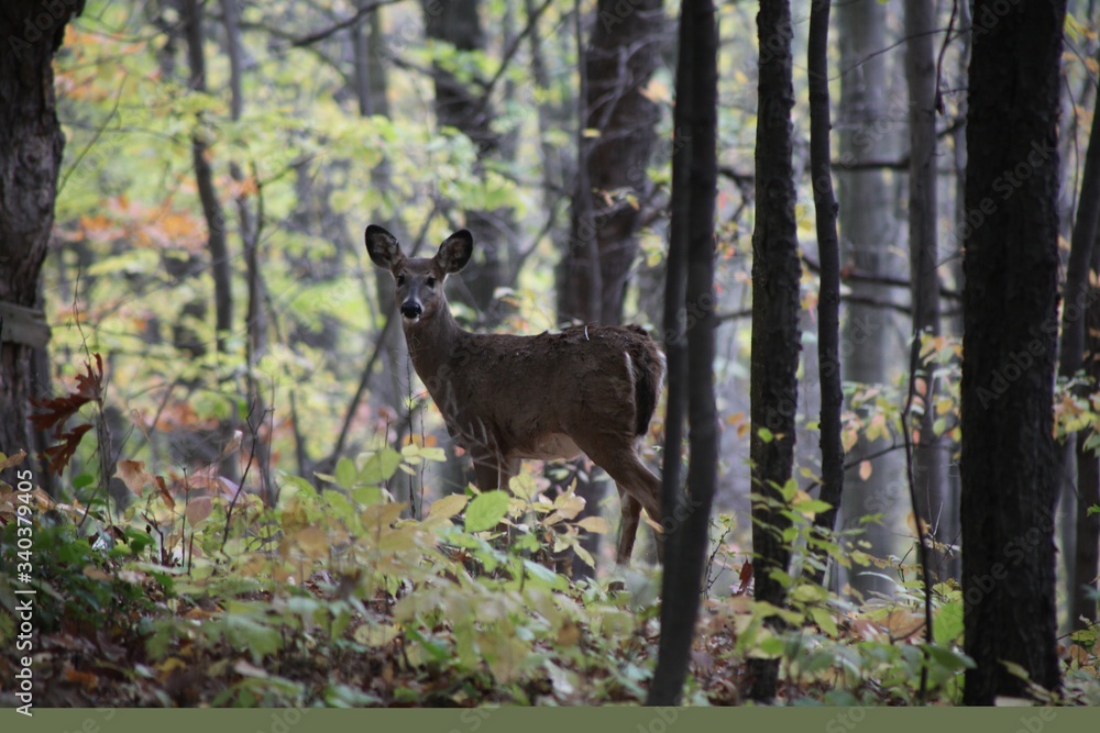 Fototapeta premium ONE DEER IN THE WOODS, SPRING DAY 