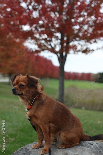 CLOSEUP OF A DOG ON A FALL DAY, WITH SEVERAL ROWS OF FALL TREES.