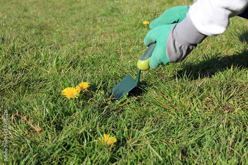 A gardener wearing garden gloves digging up a dandelion weed.