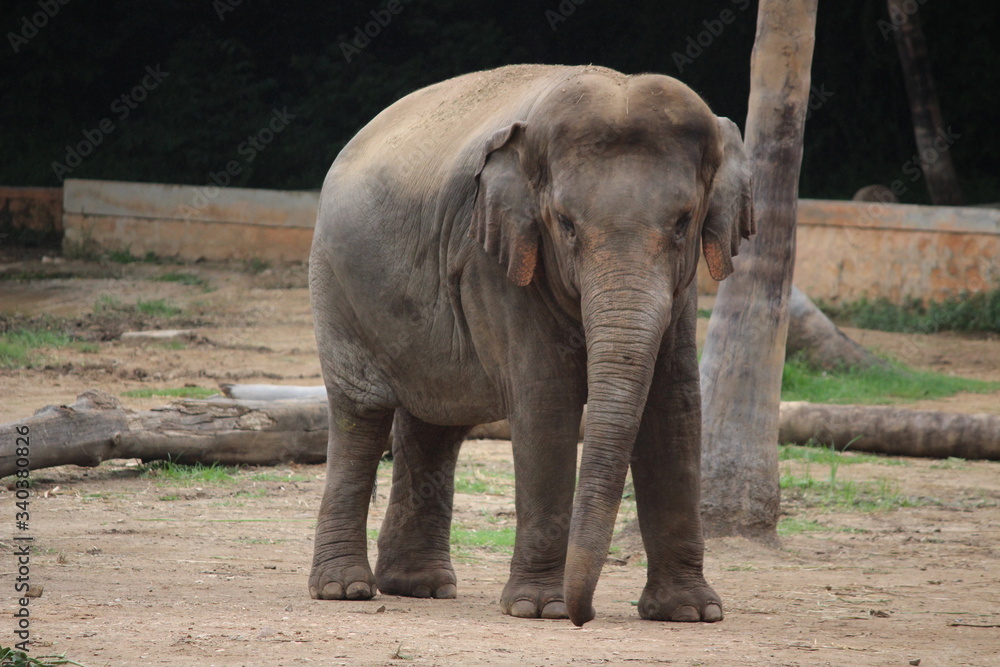 Fototapeta premium In front of the elephant 