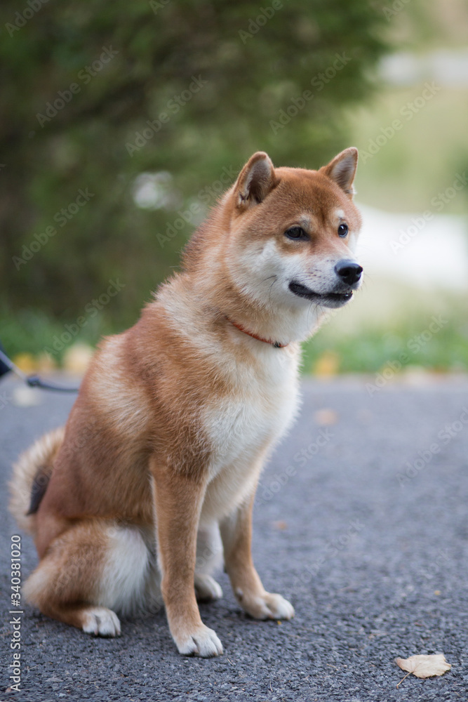 Cute smilling Shiba Inu Dog  outdoors
