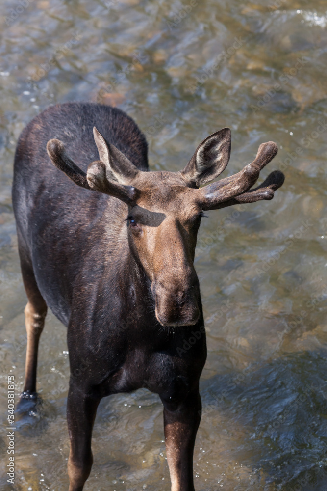 Moose in Velvet Standing in a River Moose in Velvet Standing in a River