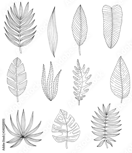 Tropical or forest leaves set in black and white sketch style on white background, oval, palmate, paired, pinnate, ovoid type