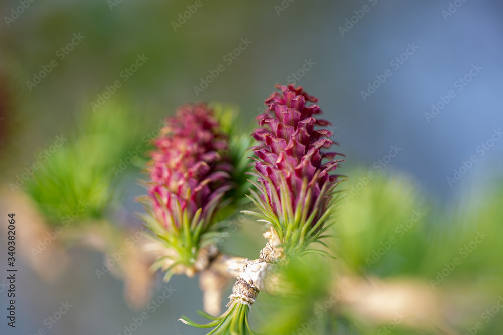 Young cones on larch Young cones on larch