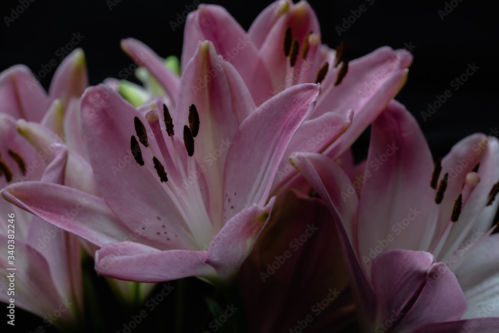 Pink lilies macro