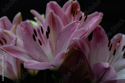 Fototapeta Naklejka Na Ścianę i Meble -  Pink lilies macro