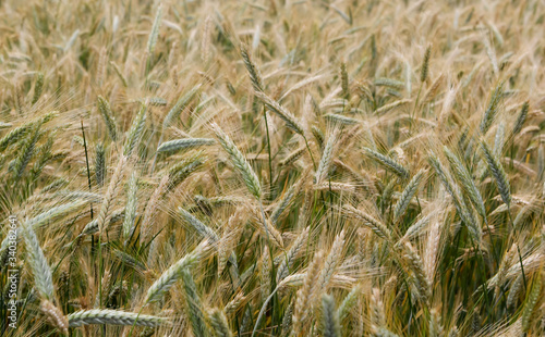 Green ears of wheat triticale on the background of the field. © Vital