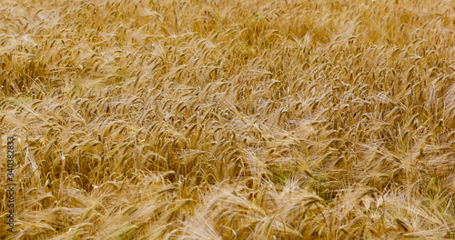 Rye grain harvest on rye field landscape