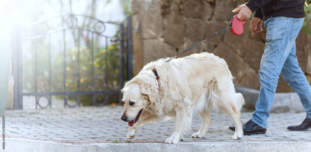 Fototapeta premium Man walking on the street with dog golden retriever