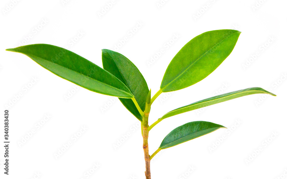 Trees small that grow naturally , with colors White background appropriate the Backdrop, idea copy space
Trees small that grow naturally , with colors White background appropriate the Backdrop, idea copy space