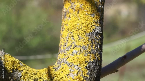 Fermo immagine di un tronco a forma di V con attaccati muschi e licheni photo