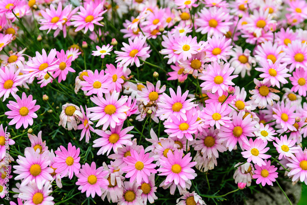 Many vivid pink and white Leucanthemum vulgare flowers known as ox-eye daisy, oxeye daisy or dog daisy in a sunny summer garden, fresh natural outdoor and floral background
Many vivid pink and white Leucanthemum vulgare flowers known as ox-eye daisy, oxeye daisy or dog daisy in a sunny summer garden, fresh natural outdoor and floral background