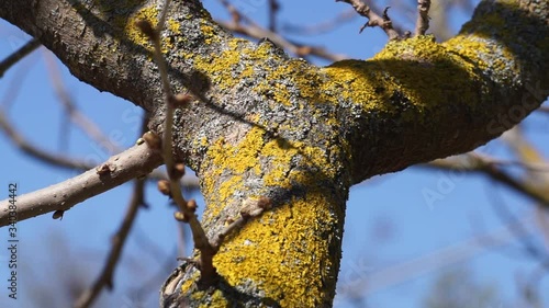 Fermo immagine di un tronco di albero a forma di V con muschi gialli attaccati