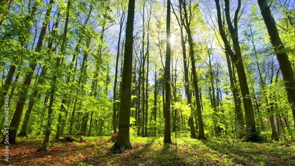 Beautiful sunrays illuminating a beech forest in vivid shades of fresh green, dolly footage shot towards the sun
Beautiful sunrays illuminating a beech forest in vivid shades of fresh green, dolly footage shot towards the sun