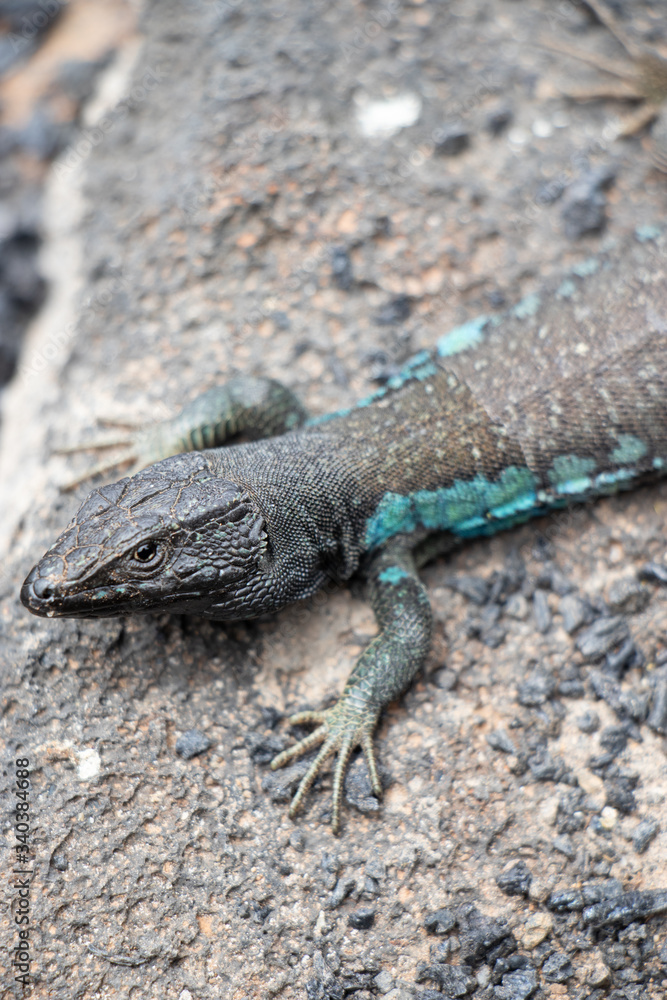 lizard on the stone lizard on the stone