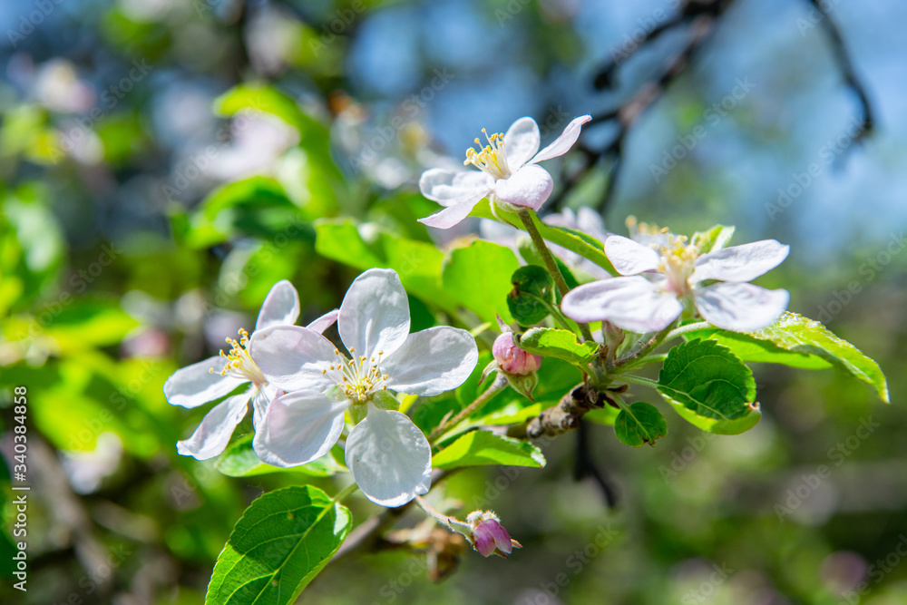 Flowering branches of fruit trees in the spring Flowering branches of fruit trees in the spring