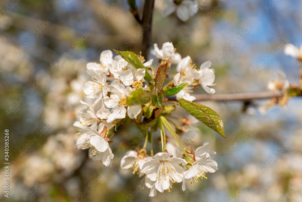 In Germany, when the cherry blossoms bloom, you know that spring has officially covered the country with a pink carpet. It is the time of the year when nature In Germany, when the cherry blossoms bloom, you know that spring has officially covered the country with a pink carpet. It is the time of the year when nature