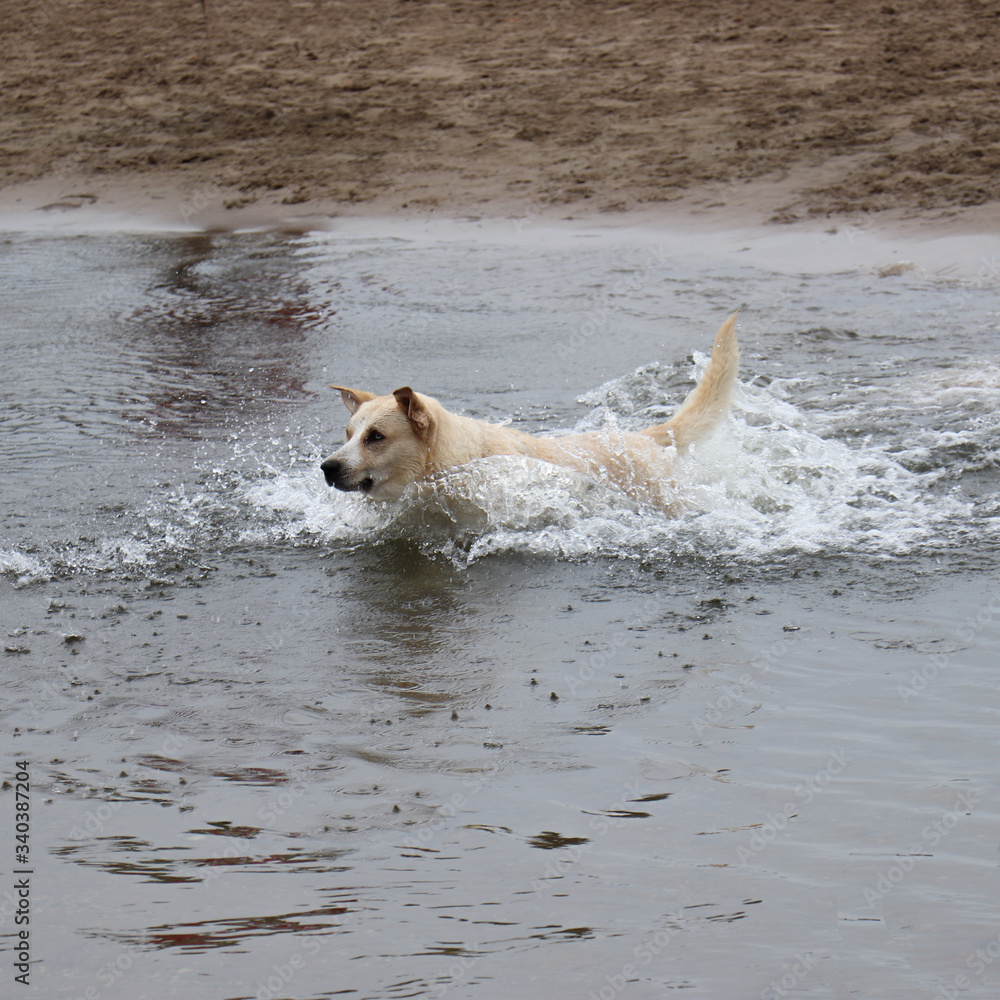 golden retriever running on the beach golden retriever running on the beach