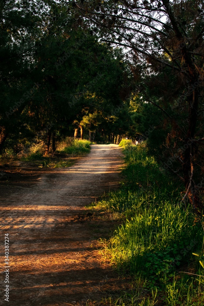 Fototapeta premium road in autumn forest