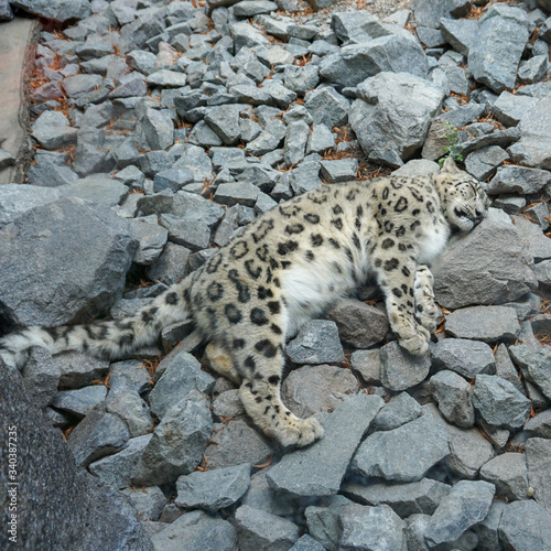 Irbis śnieżny, pantera śnieżna, śnieżny leopard, uncja – gatunek drapieżnego ssaka z rodziny kotowatych.