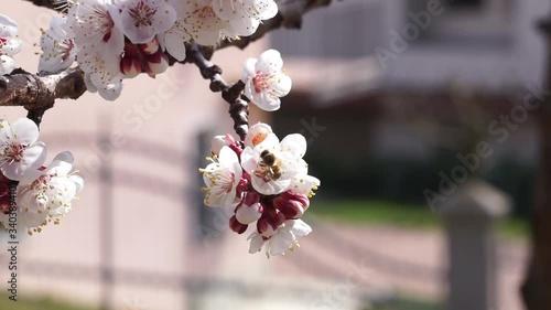 Particolare di un fiore di albicocco su cui si posa un'ape che si muove e si sposta