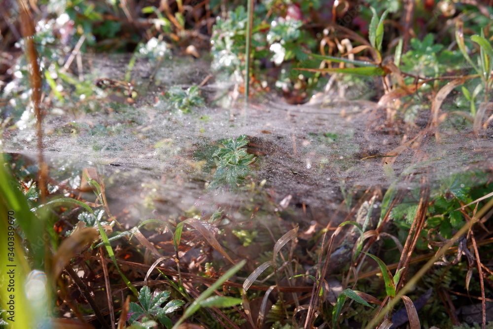 Obraz premium yerba con telaraña