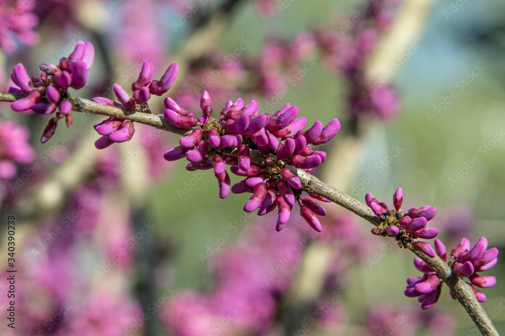Obraz premium Blüten Judasbaum