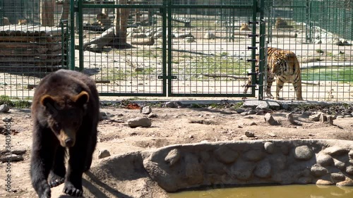 A big dangerous brown grizzly bear walks in his zoo cage right next to a tiger - 4k
