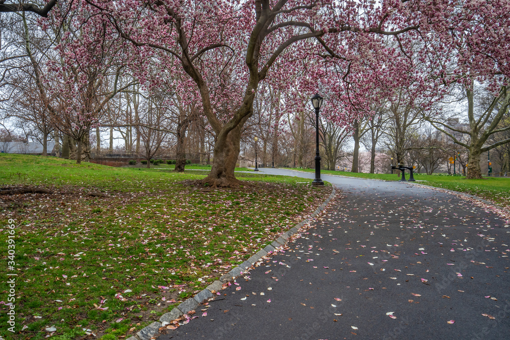 Obraz premium Central Park in spring