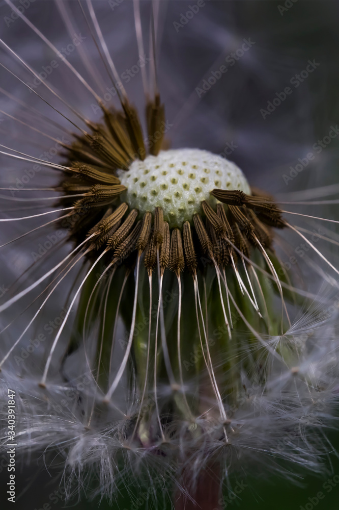 Obraz premium Dandelion. Macro photo. Ripe dandelion seeds. White aerial dandelion umbrellas. Dandelion seeds scattered.