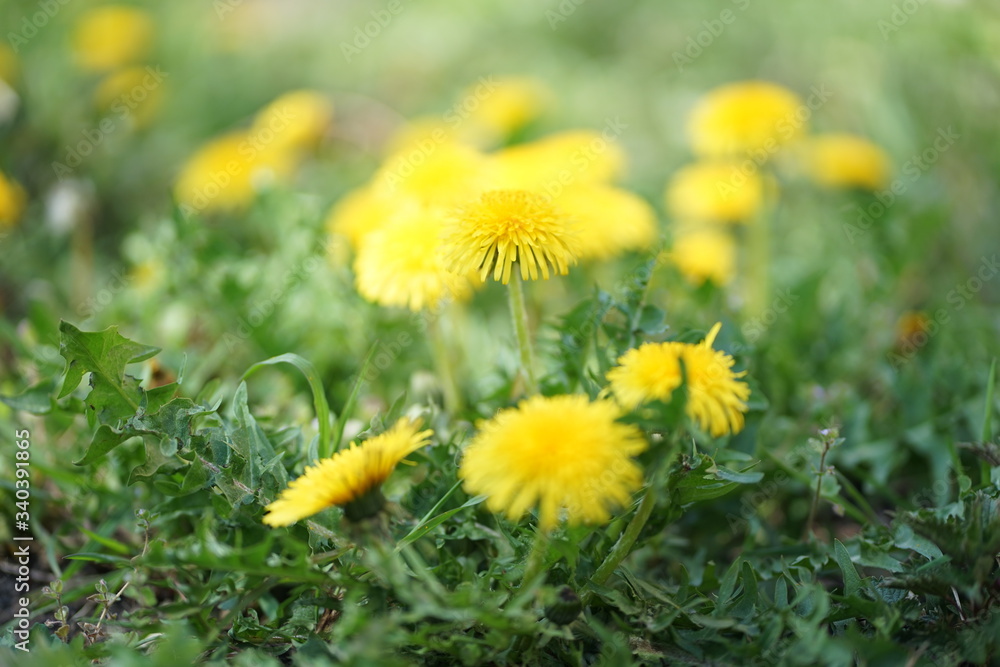 Close up of yellow colored Dandelion flower bloom in green grass Close up of yellow colored Dandelion flower bloom in green grass