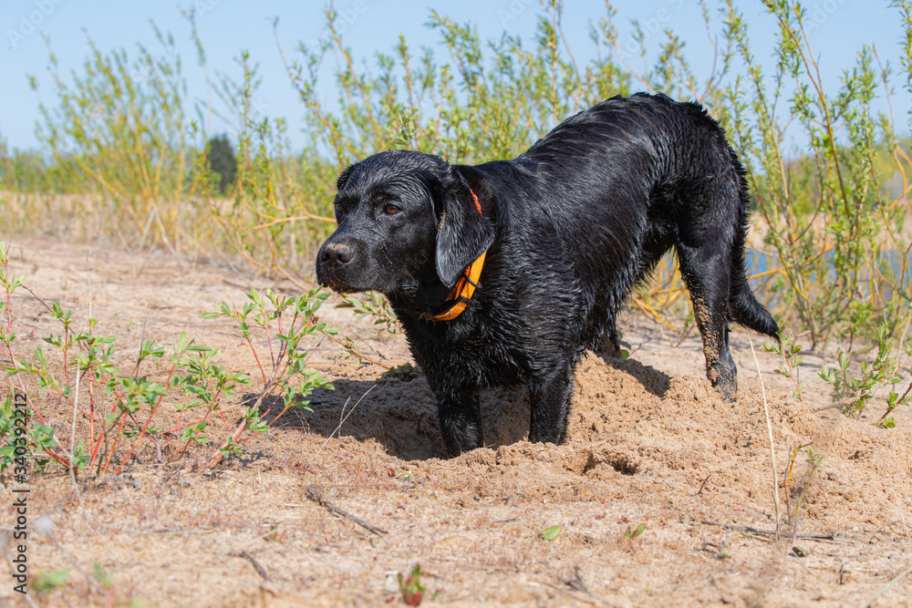 Schwarzer Labrador im Sand an einem See in der Sonne Schwarzer Labrador im Sand an einem See in der Sonne