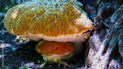 oak bracket, weeping conk, weeping polypore, warted oak polypore, Pseudoinonotus dryadeus