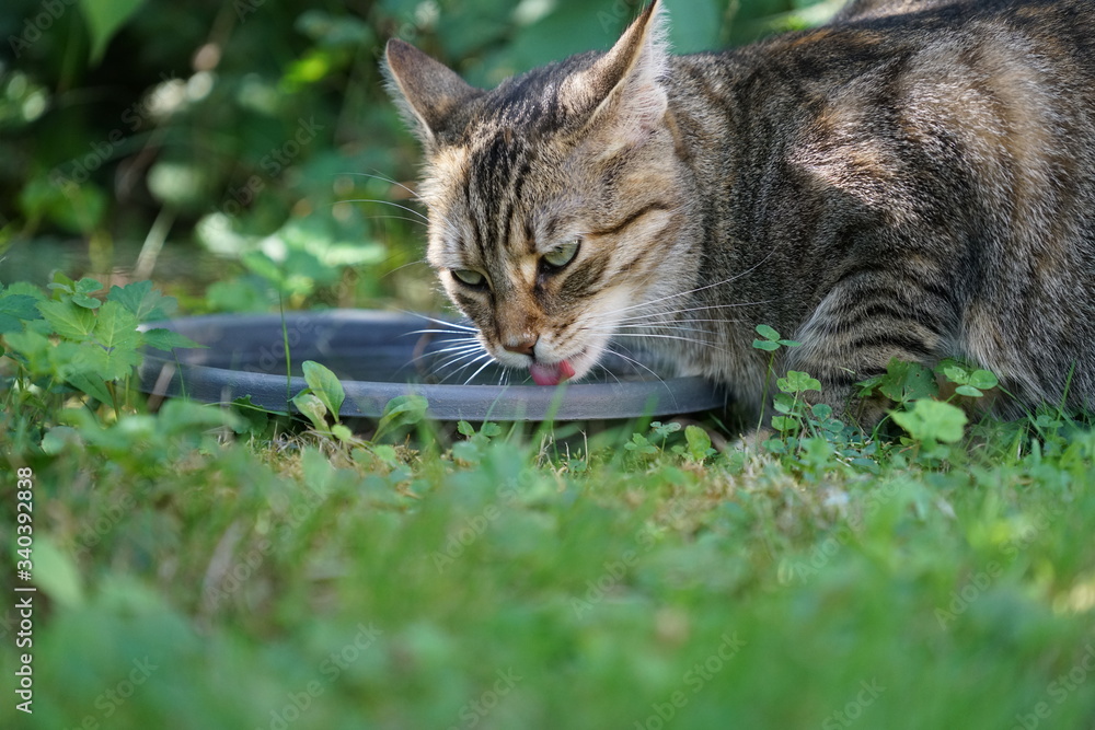 Cat drinks from the bowl in the green grass