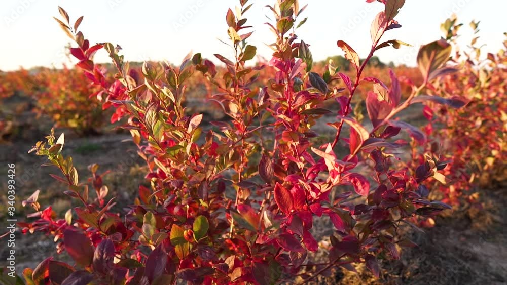 Close up. Farm. Autumn. Blueberry bush in the autumn. Beautiful golden sheets of blueberries. Lots of blueberry bushes. Lots of fruit bushes. Blueberry garden Close up. Farm. Autumn. Blueberry bush in the autumn. Beautiful golden sheets of blueberries. Lots of blueberry bushes. Lots of fruit bushes. Blueberry garden