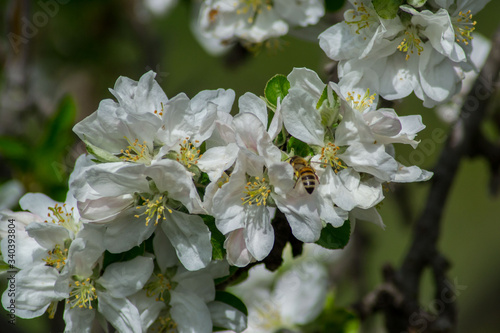 Close-up image of bee collecting nectar and pollen of white blossoming apple fruit tree  first spring tree s blossom  hard working bee insect  honeybee