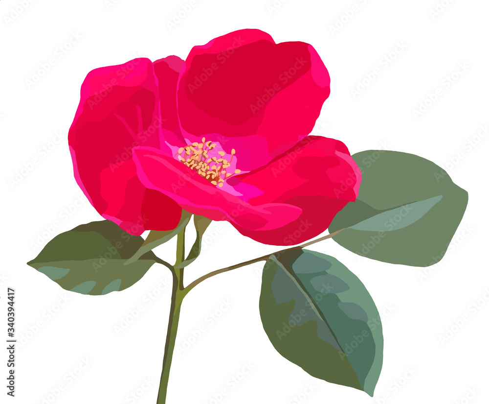 Fototapeta premium bold floral color illustration painting of a red rose flower