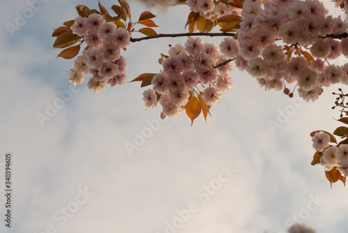 Flowering cherry tree up close (Prunus Shirofugen) photo