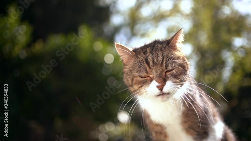 cute tabby white british shorthair cat stickingn out tongue lickinng over lips looking at camera with copy space outdoors in nature photo