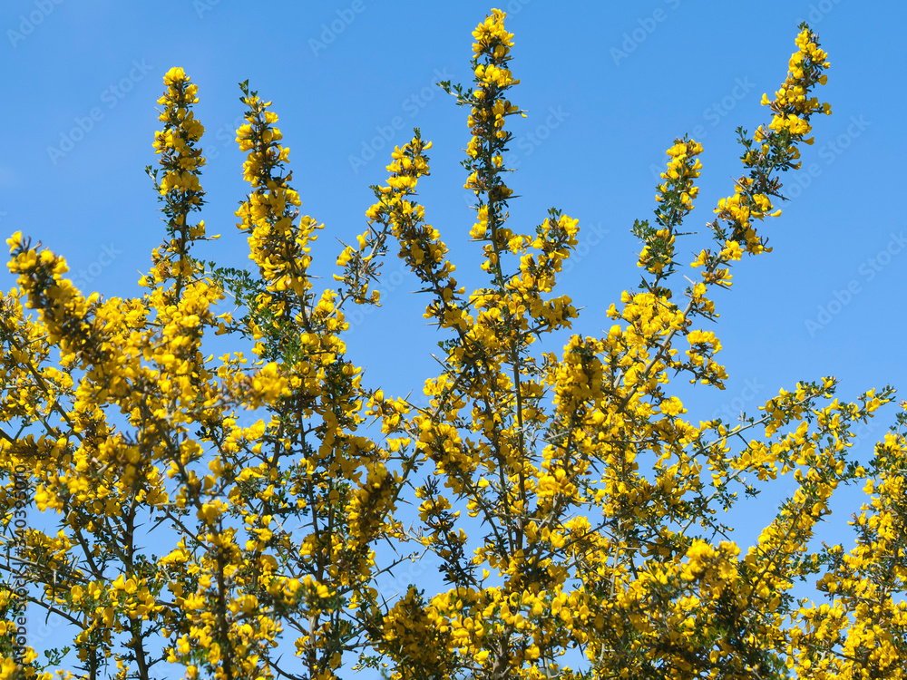Branches with yellow flowers in front of blue sky Branches with yellow flowers in front of blue sky