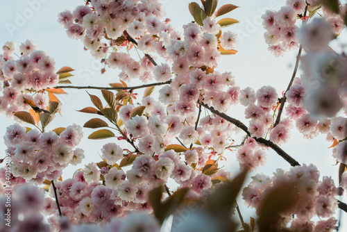 Flowering cherry tree up close (Prunus Shirofugen)