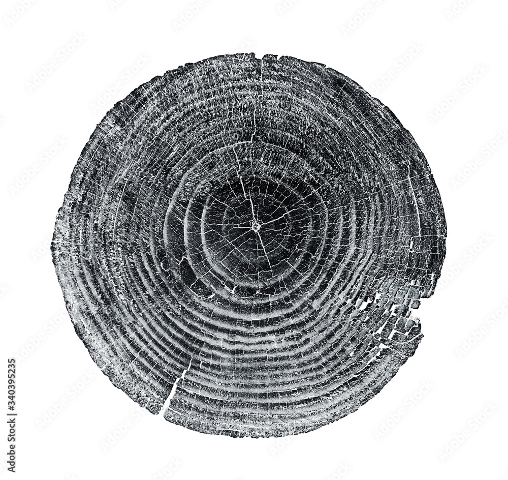 Black and white wood texture stamp art. Detailed tree ring design