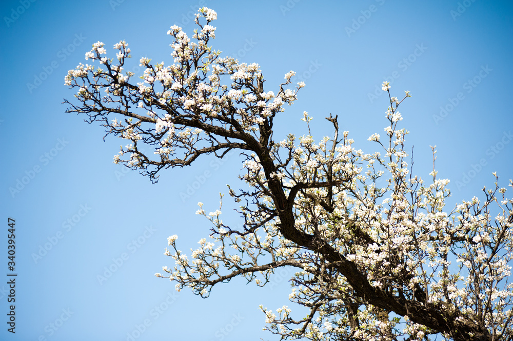 Flowering decorative trees in the city in spring Flowering decorative trees in the city in spring