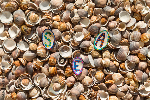 Natural seashells texture in sunlight 